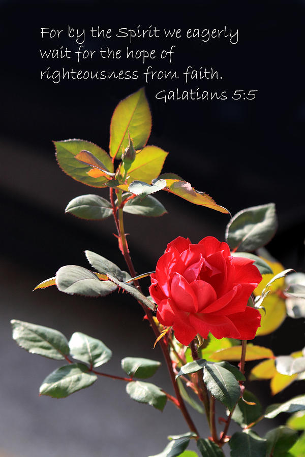 Red Garden Rose Galatians 5v5 Photograph by Linda Phelps - Fine Art America