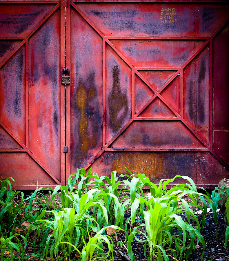 Red Gate Green Corn Photograph by Ronda Broatch