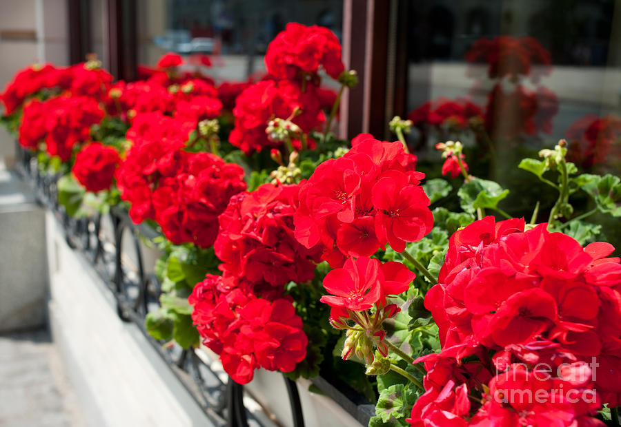 Bunches of vibrant red Pelargonium flowering  Photograph by Arletta Cwalina