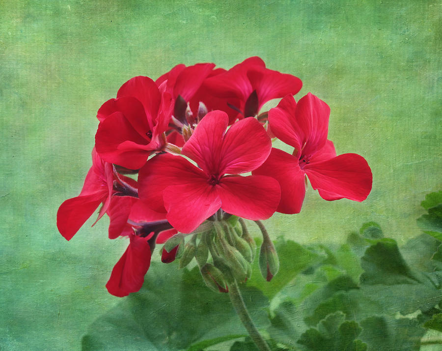 Flower Photograph - Red Geranium Flowers by Kim Hojnacki