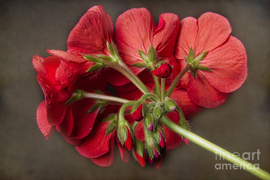 Red Geranium In Progress Photograph by James BO Insogna