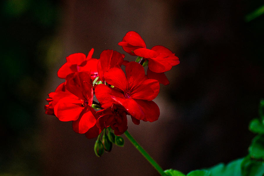 Red Geranium Photograph by James Gay