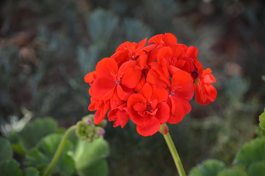 Red Geranium Photograph