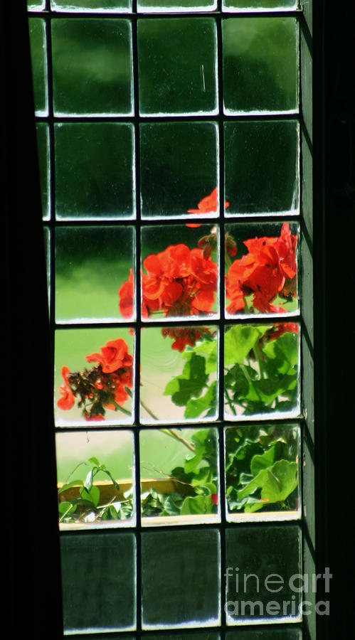 Red Geranium Through Leaded Window Photograph by Art MacKay