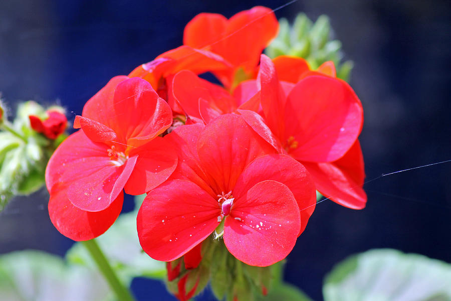 Red Geranium Photograph by Tony Murtagh
