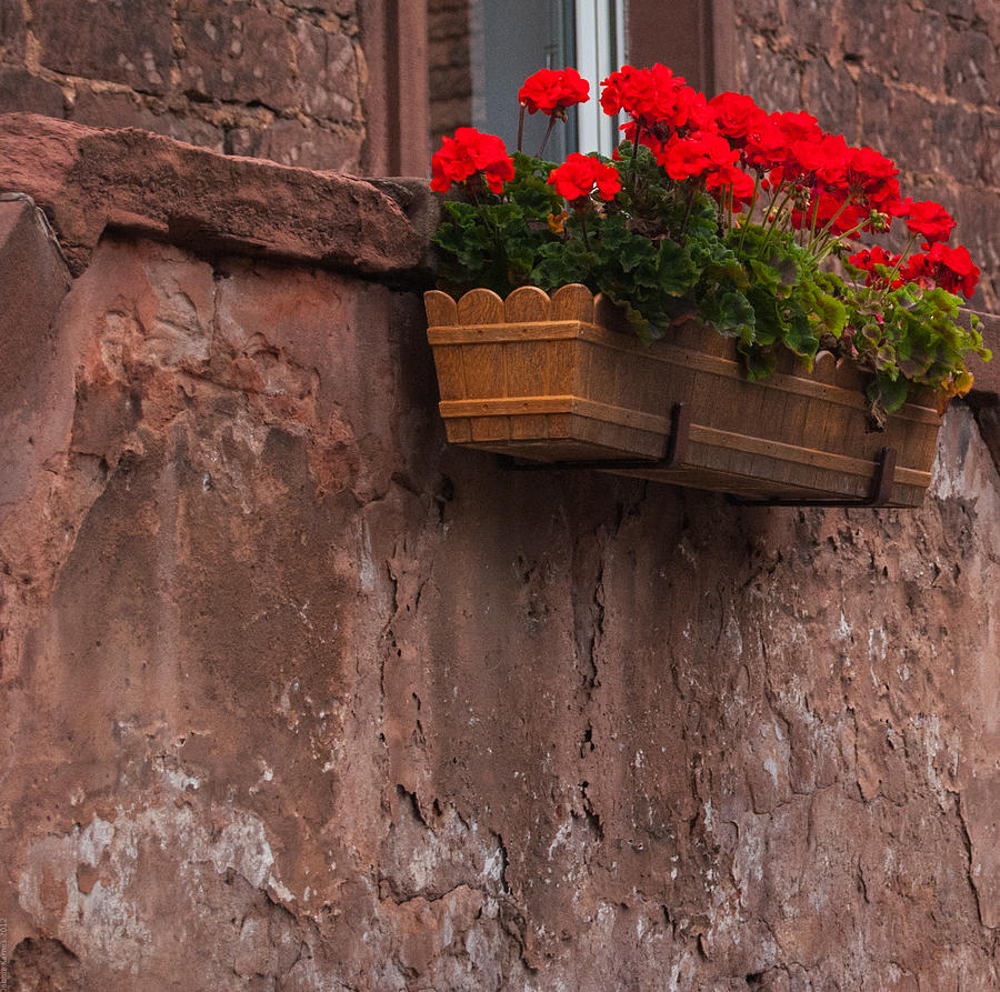Red Geranium Windowbox Photograph by Debbie Karnes