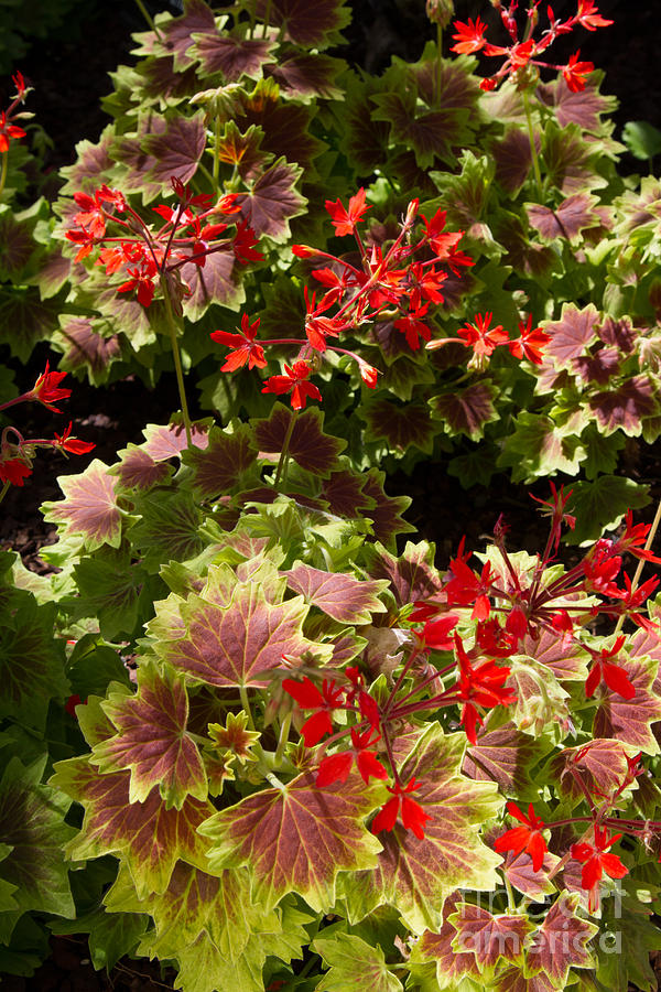 Red Geraniums 1 Photograph by Chris Scroggins