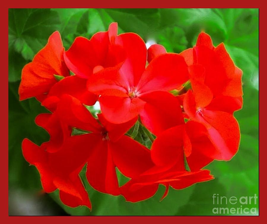 Red Geraniums Photograph by Joan-Violet Stretch