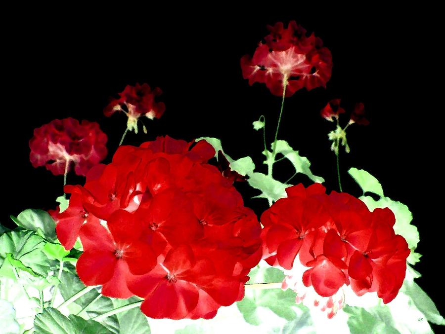 Flower Digital Art - Red Geraniums by Will Borden