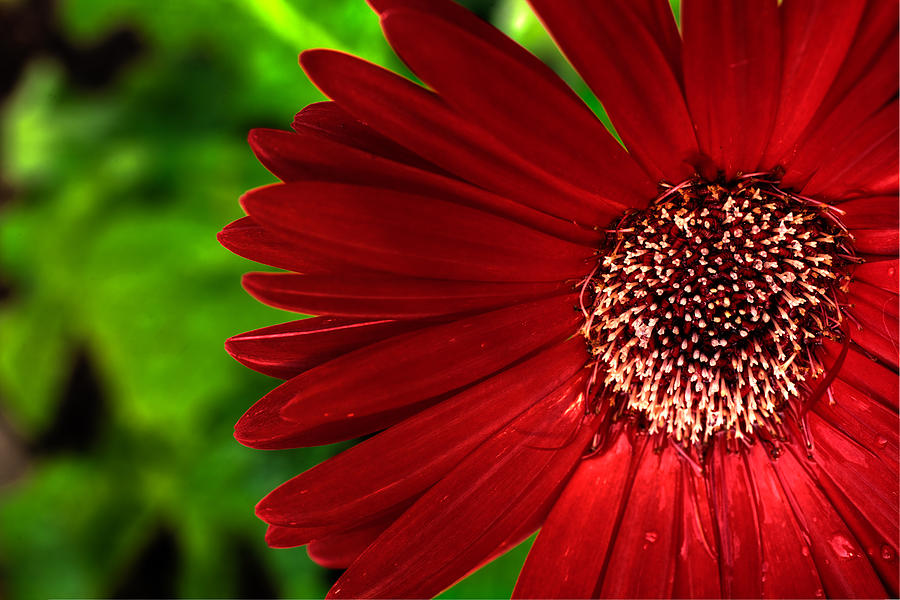 Red Gerber Daisy Photograph by John Magyar Photography