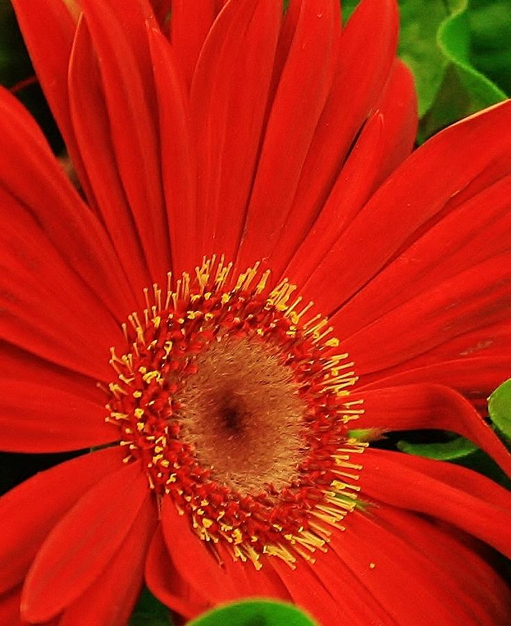 Red Gerber Daisy Up Close Photograph by Bruce Bley