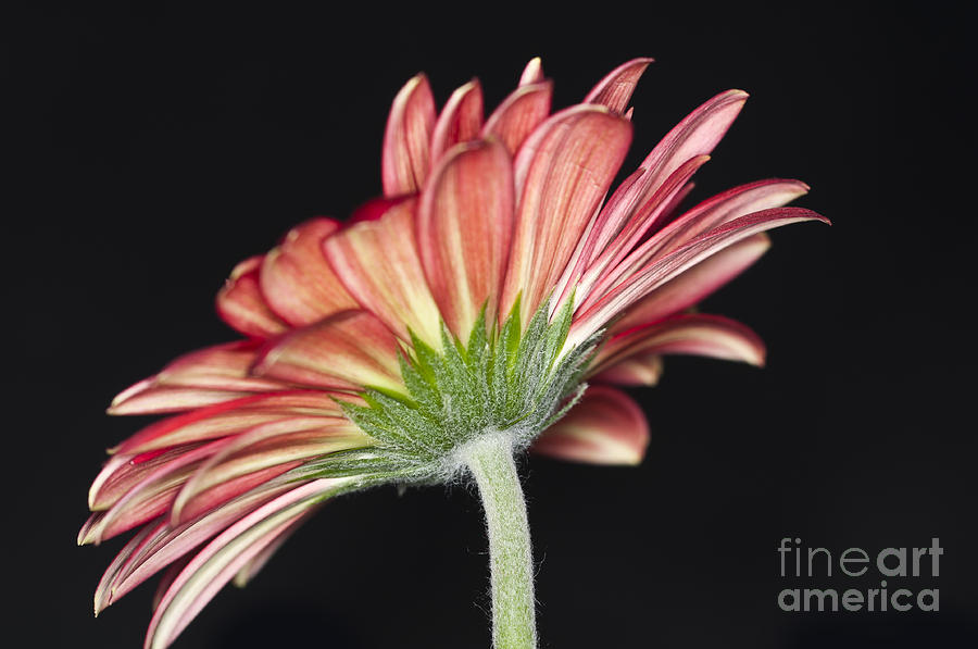 Red Gerbera 2 Photograph by Steve Purnell
