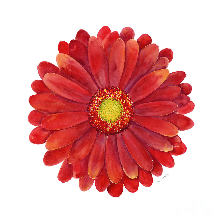 Red Gerbera Daisy Painting by Amy Kirkpatrick