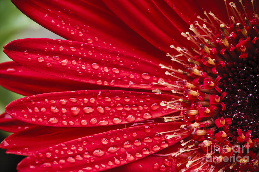 Red gerbera daisy covered with dew drops Photograph by Oscar Gutierrez