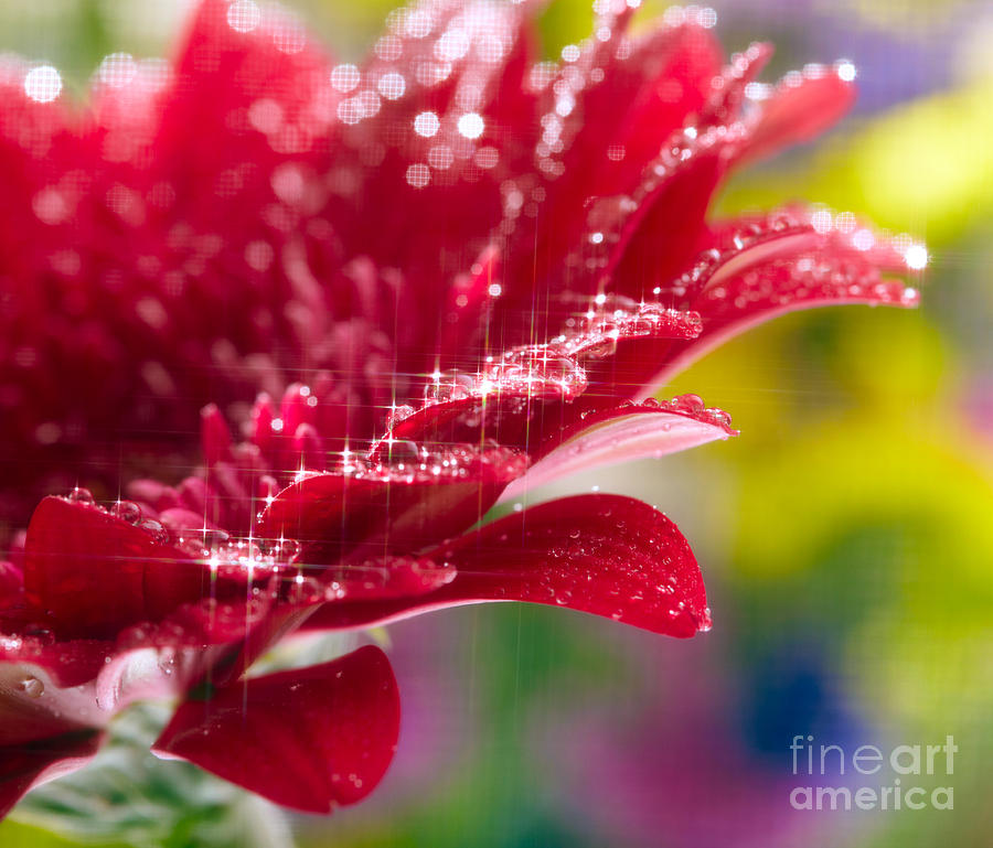 Red Gerbera  flower Photograph by Boon Mee