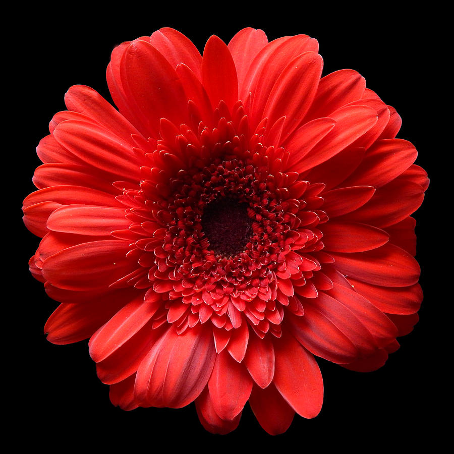 Red Gerbera Still Life Flower Art Poster Photograph by Lily Malor