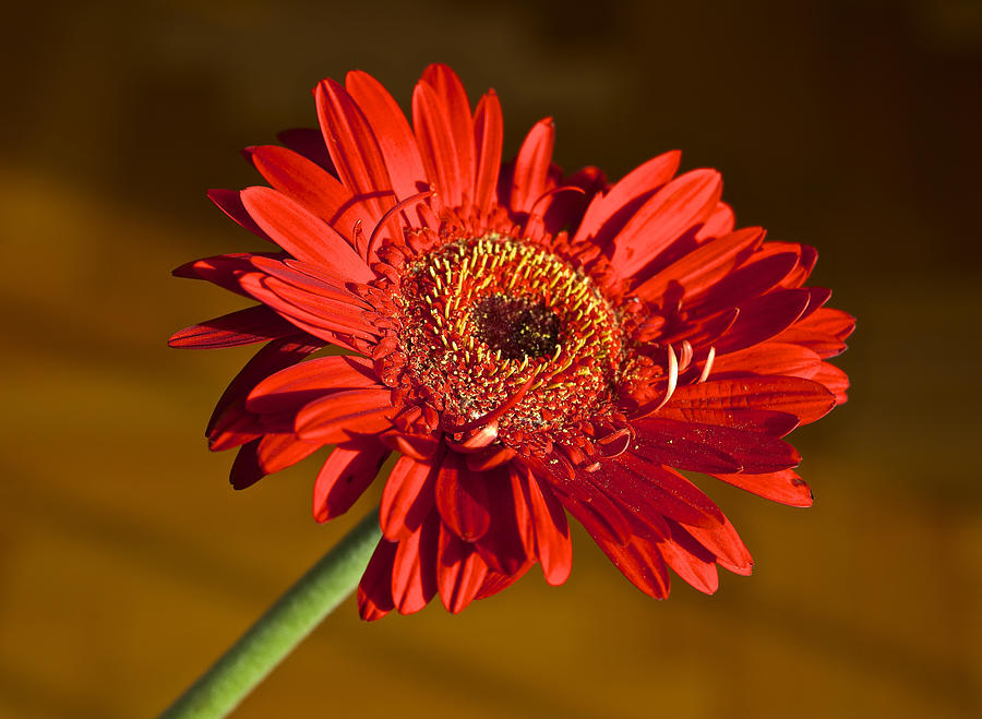 Red Gerbera Photograph by Venetia Featherstone-Witty