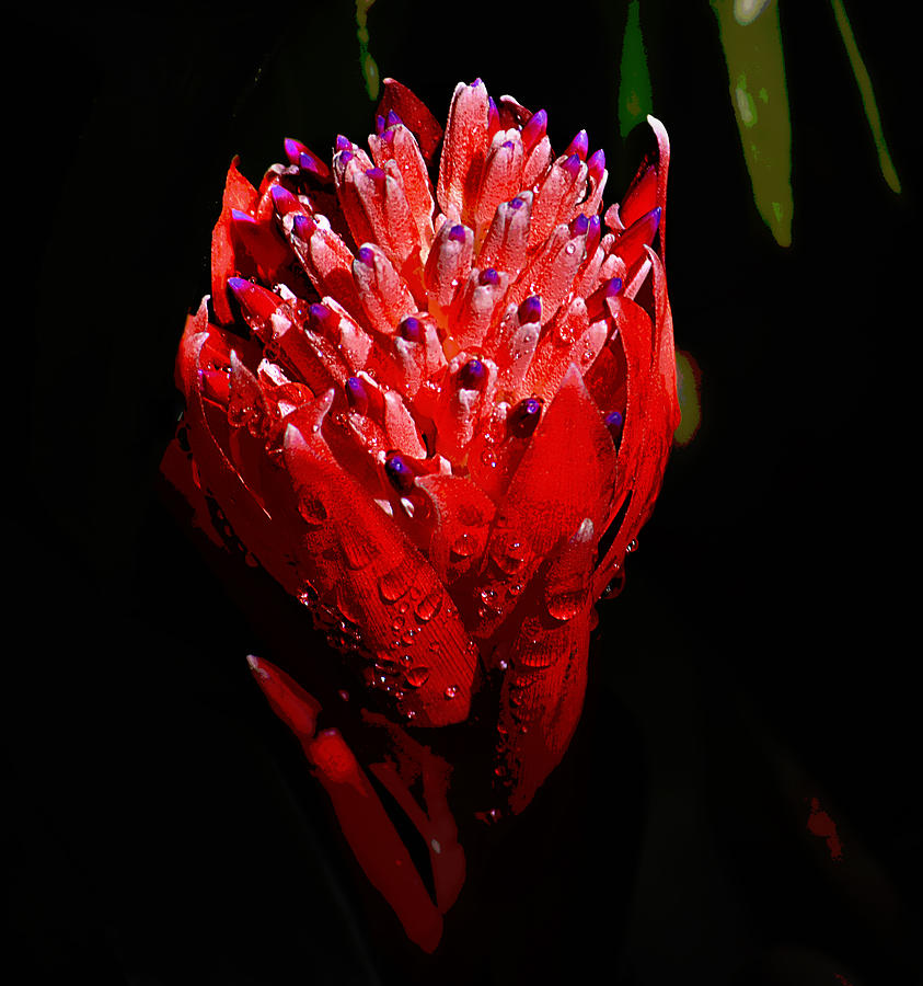 Flowers Still Life Photograph - Red Ginger by Brad Thornton