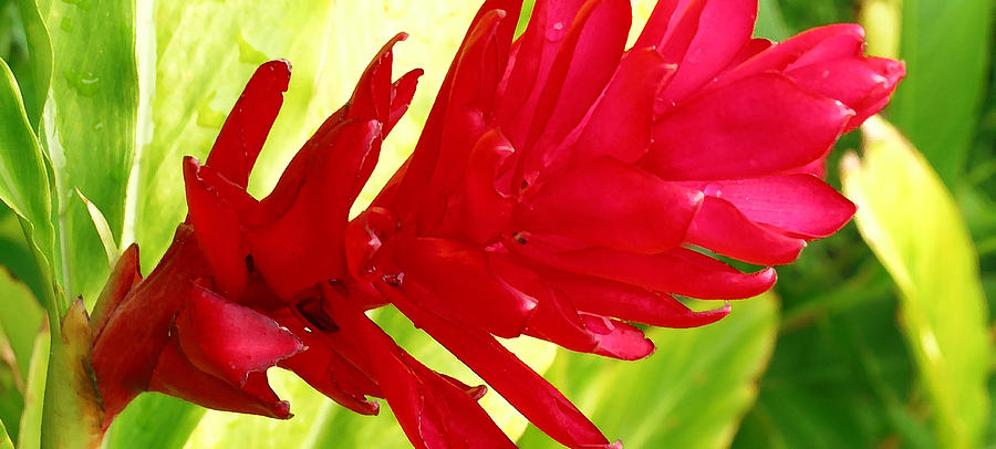 Red Ginger Flower Photograph by James Temple