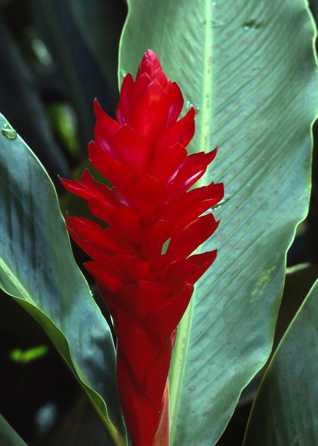 Red Ginger Photograph by Harold Rau