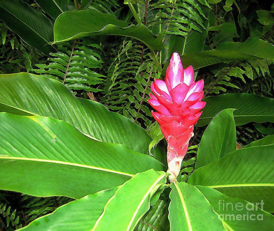 Red Ginger Pine Cone Lily Photograph by Stuart Wilson