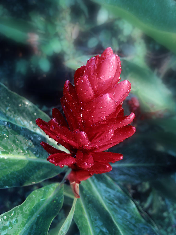 Red Ginger. Photograph