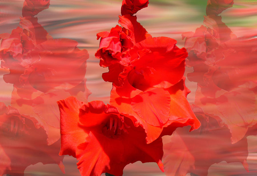Red Gladiola Photograph by Rosalie Scanlon
