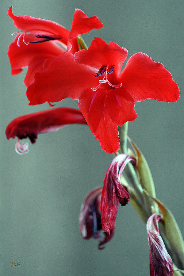 Red Gladiolus Photograph