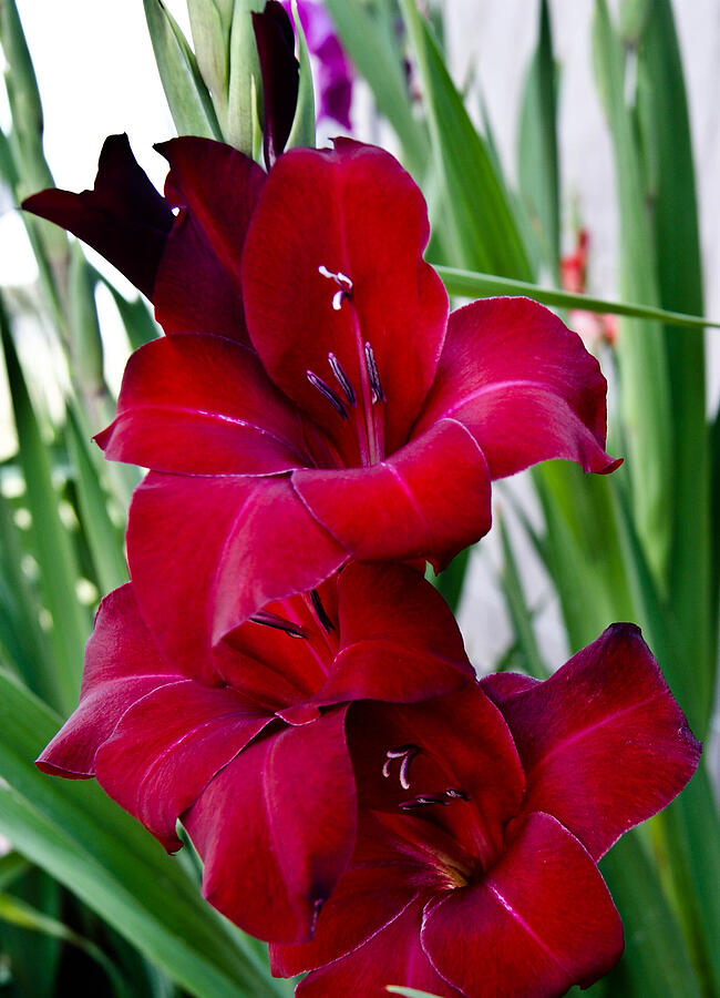 Red Gladiolus Photograph by Lenora Bruce