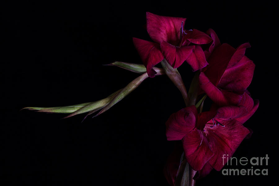 Red Gladiolus on Black 2 Photograph by Ann Garrett