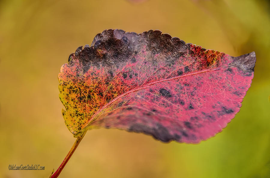 Red Glorry of Fall Photograph by LeeAnn McLaneGoetz McLaneGoetzStudioLLCcom