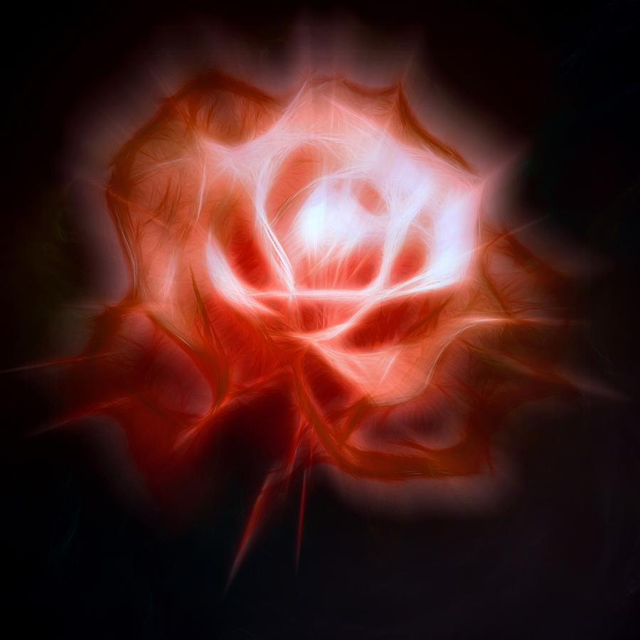 Red Glow Fragile Rose Digital Art by Lilia S