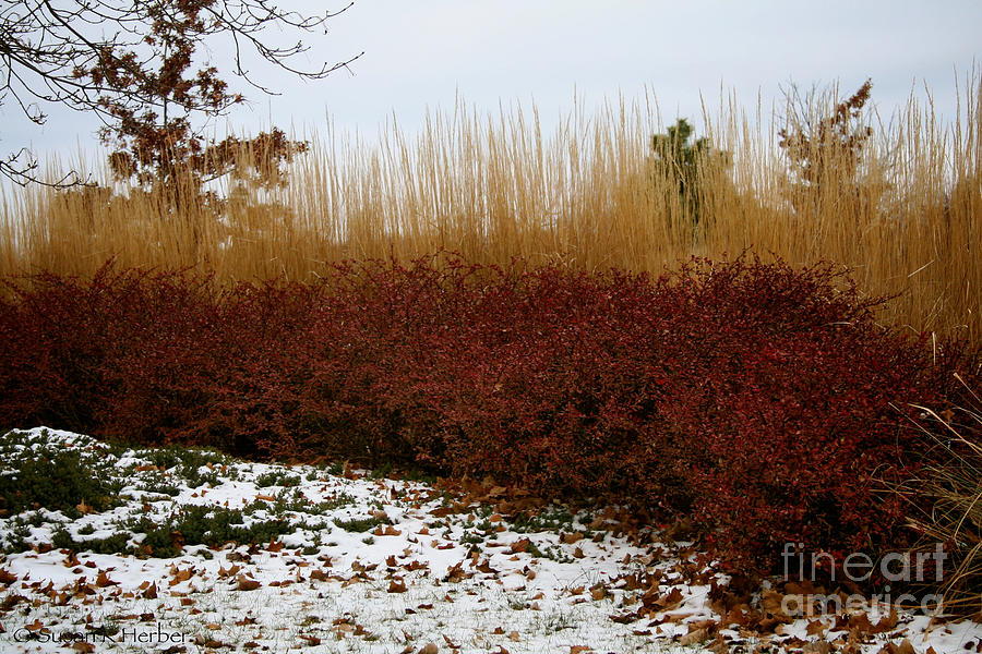 Red Gold Hedge Photograph by Susan Herber