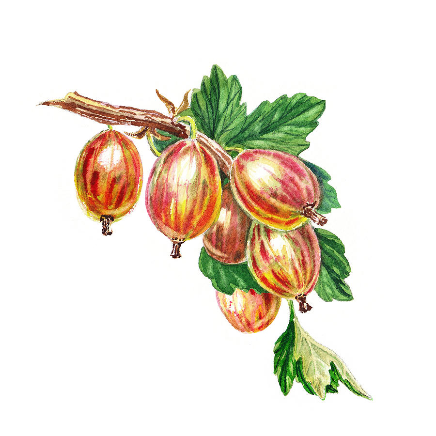 Red Gooseberries Bunch Painting
