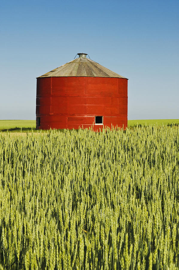 Farm Photograph - Red Grain Bin In Wheat Field Sceptre by Dave Reede