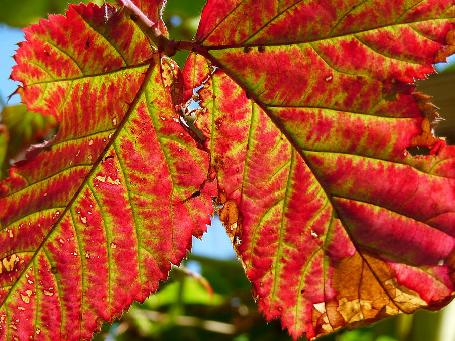 Red Grape Leaf Photograph by Jeff Lowe