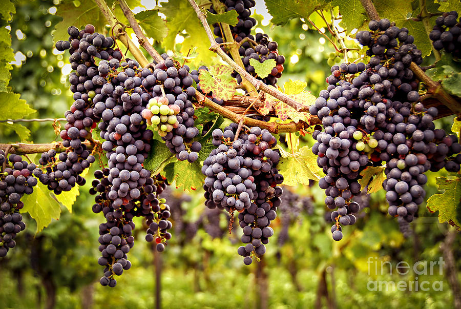 Red grapes in vineyard Photograph by Elena Elisseeva