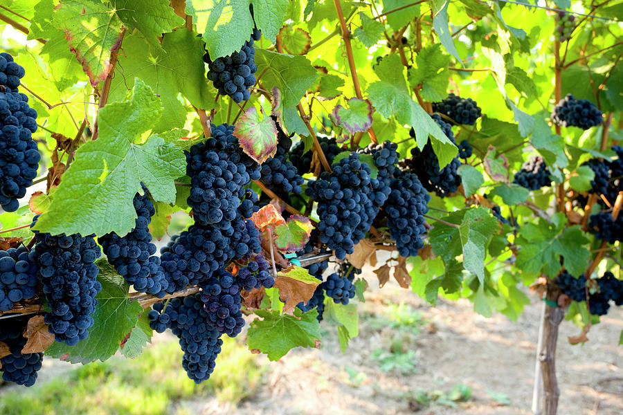 Red Grapes Ripen On The Vine In A Photograph by Blackestockphoto