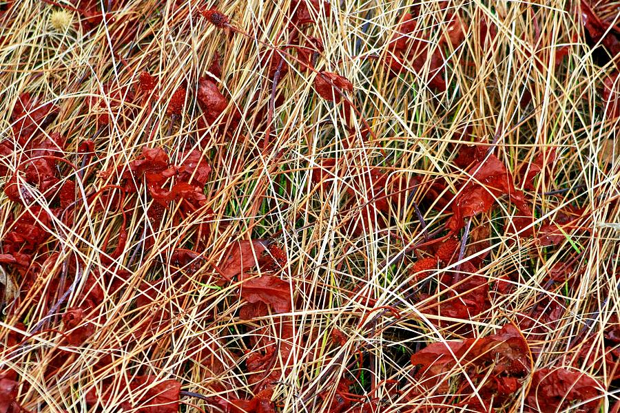 Landscape Photograph - Red Green And Yellow Grass by Douglas Miller
