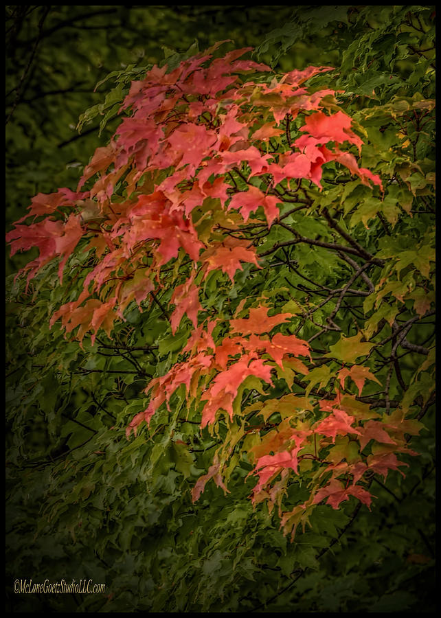 Red Green Leaves in Fall Photograph by LeeAnn McLaneGoetz McLaneGoetzStudioLLCcom