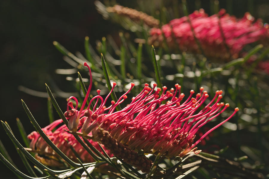 Nature Photograph - Red grevillea flower by View Factor Images