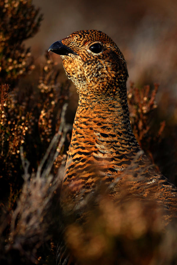 Red Grouse Photograph by Gavin Macrae