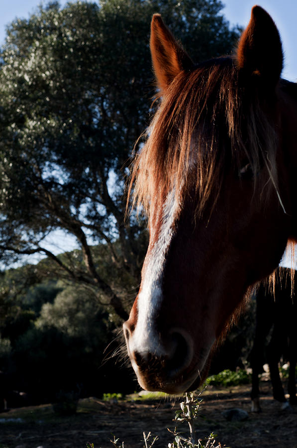 Red hair horse Photograph by Pedro Cardona Llambias