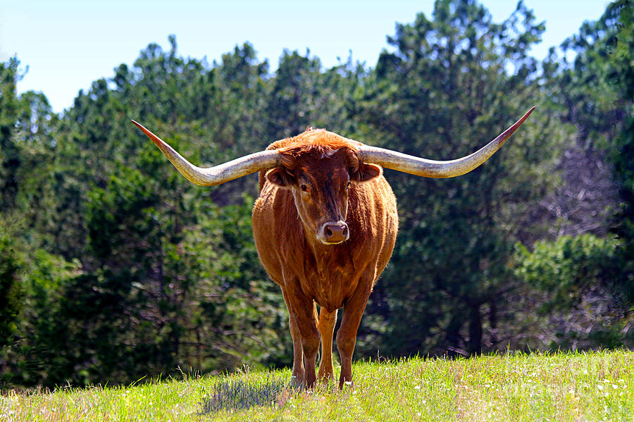 Red-Haired Texas Longhorn Photograph by Catherine Sherman