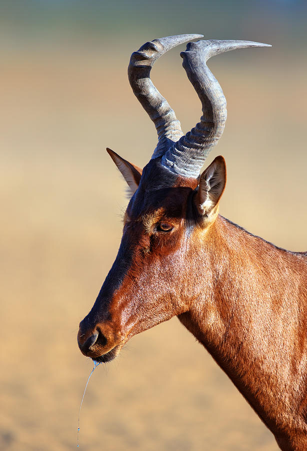 Red hartebeest portrait Photograph by Johan Swanepoel