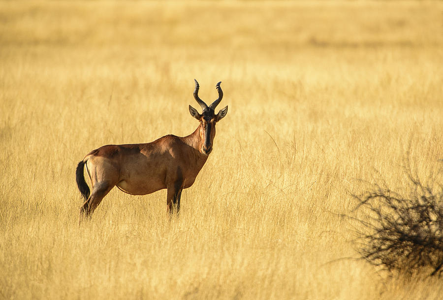 Nature Photograph - Red Hartebeest Stands Alone by Paul W Sharpe Aka Wizard of Wonders