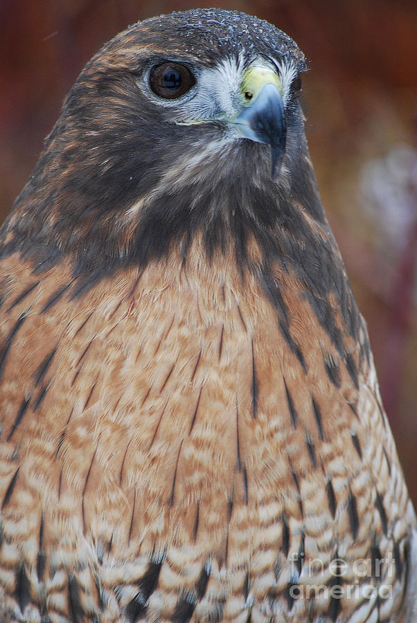 Wildlife Photograph - Red Hawk II by Sharon Elliott