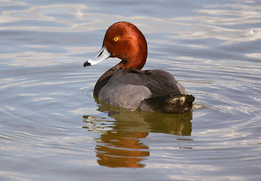 Red Head Duck Photograph by Myrna Bradshaw - Pixels