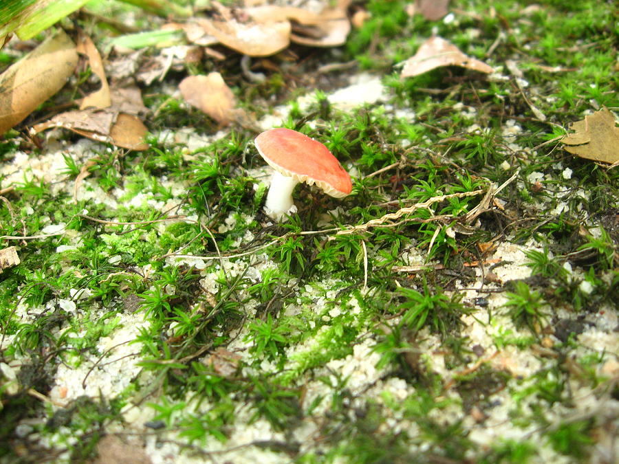 Red Head Mushroom Photograph by Abneris Verdecia