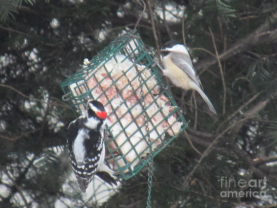 Red Head Woodpecker And Black Capped Chickadee At Suet Feeder